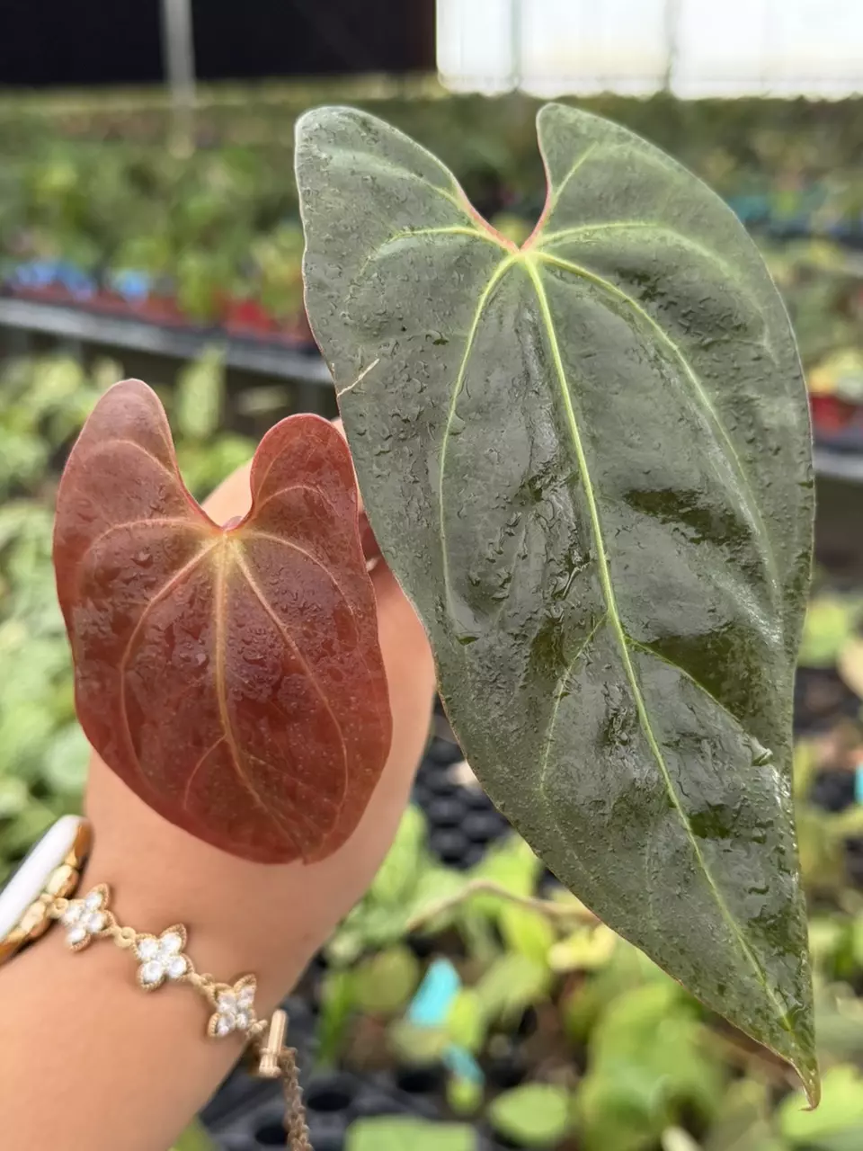 Anthurium Fort Sherman x Legend Specific Starter 8825HMP | F thumbnail