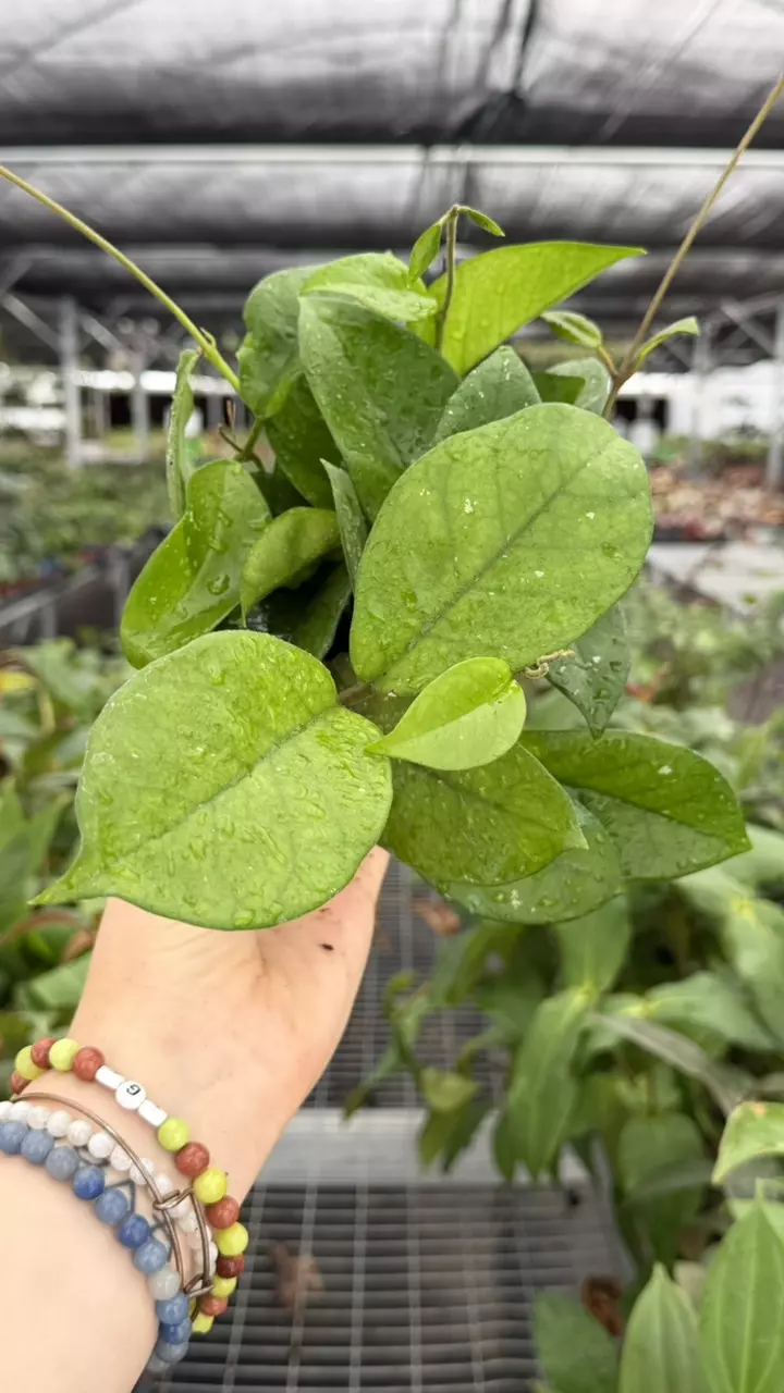 Hoya Fungii Specific 4” Pot 8925ZSP | F | thumbnail