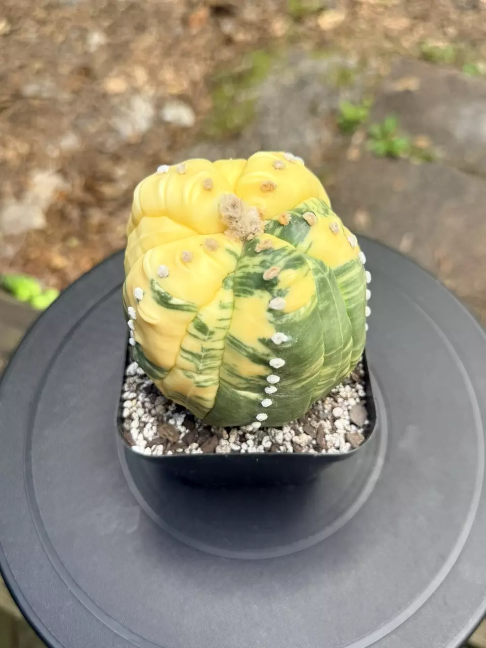 Large Variegated Astrophytum Asterias 5-rib Fukuryu thumbnail