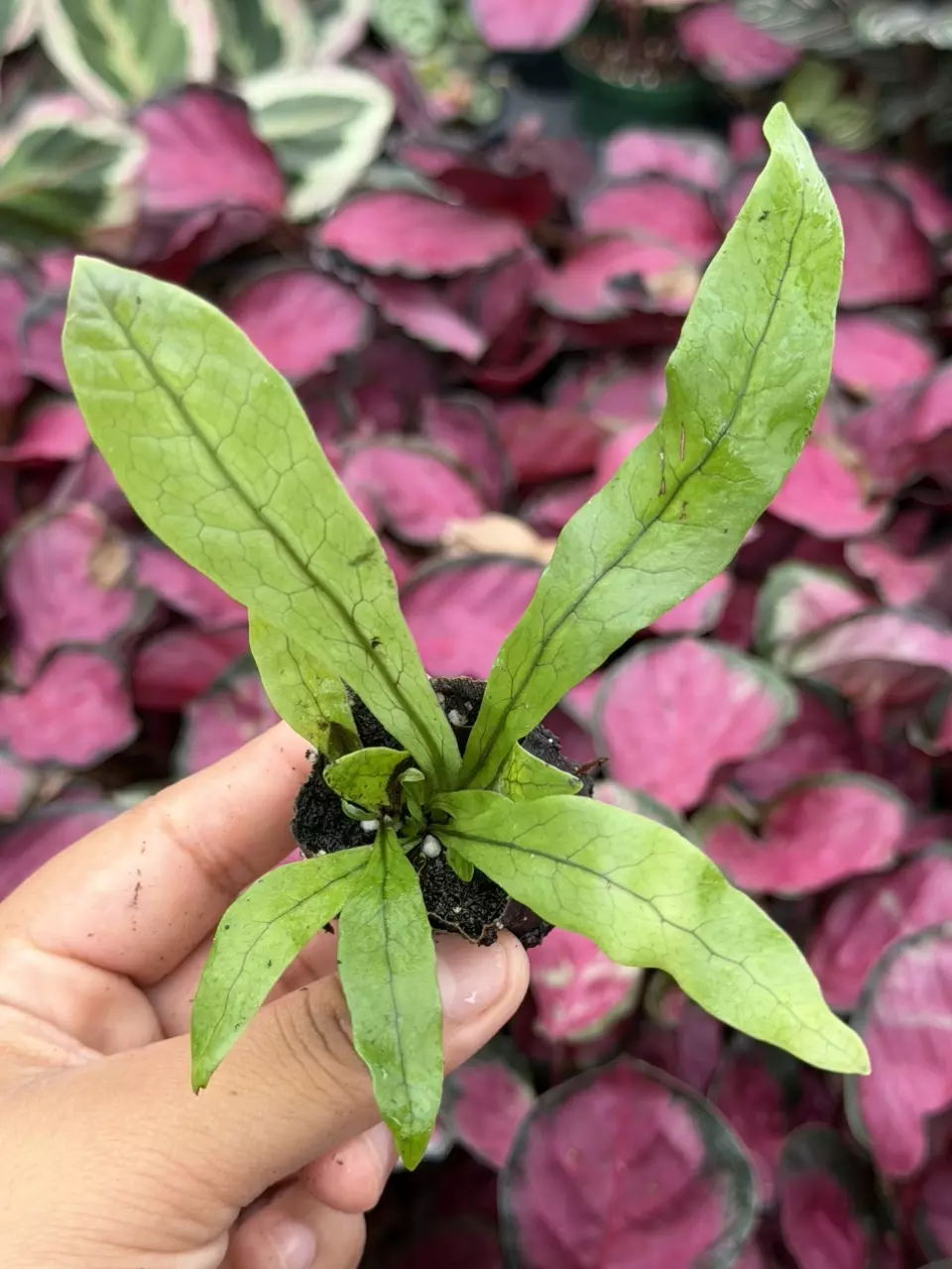 Crocodile Fern Specific Starter 8839HMP | F thumbnail