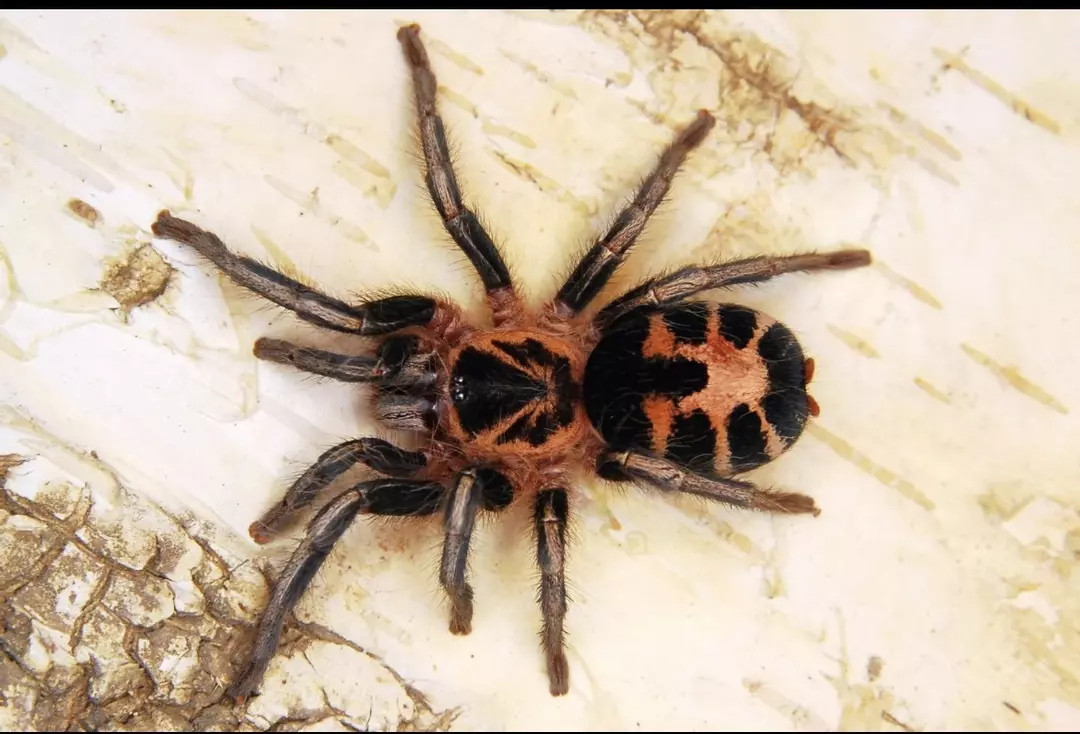 C. Leetzi .33-.5” thumbnail