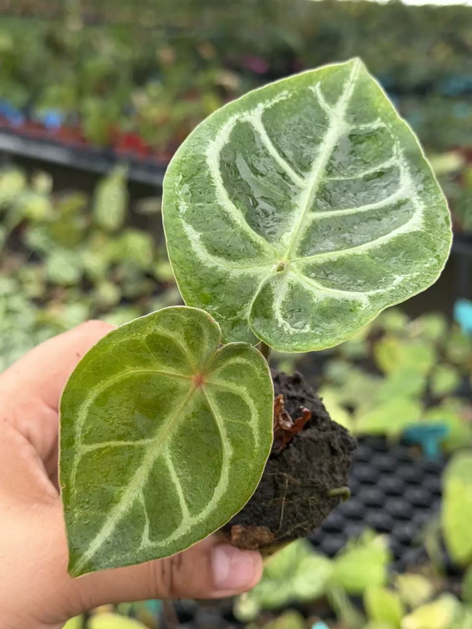 Anthurium Papillilaminum x Crystal D.F. Specific Starter 8826HMP | F thumbnail