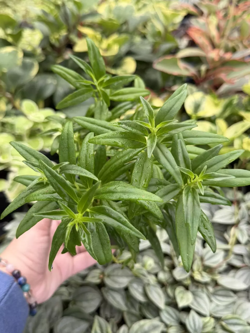 Columnea Goldfish Specific 4” Pot 8622SMP | F thumbnail