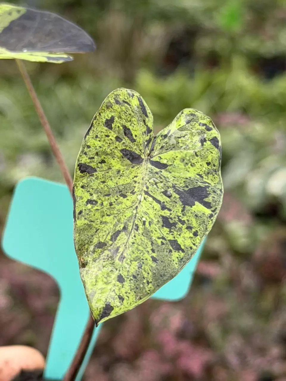 Colocasia Mojito Specific Starter 8550DAP | F thumbnail