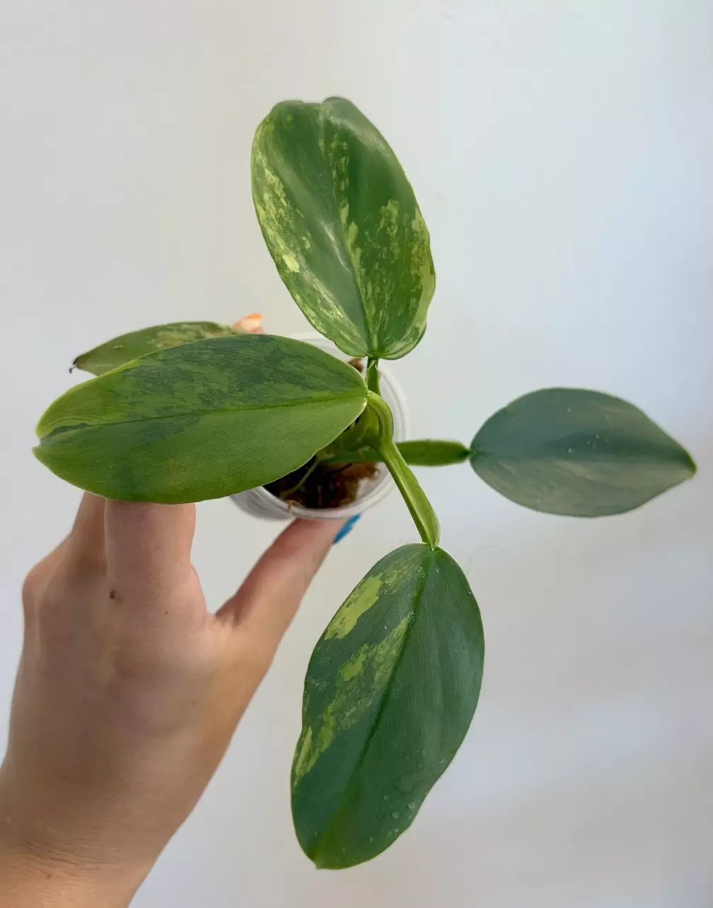 Philodendron Silver Sword Variegated thumbnail