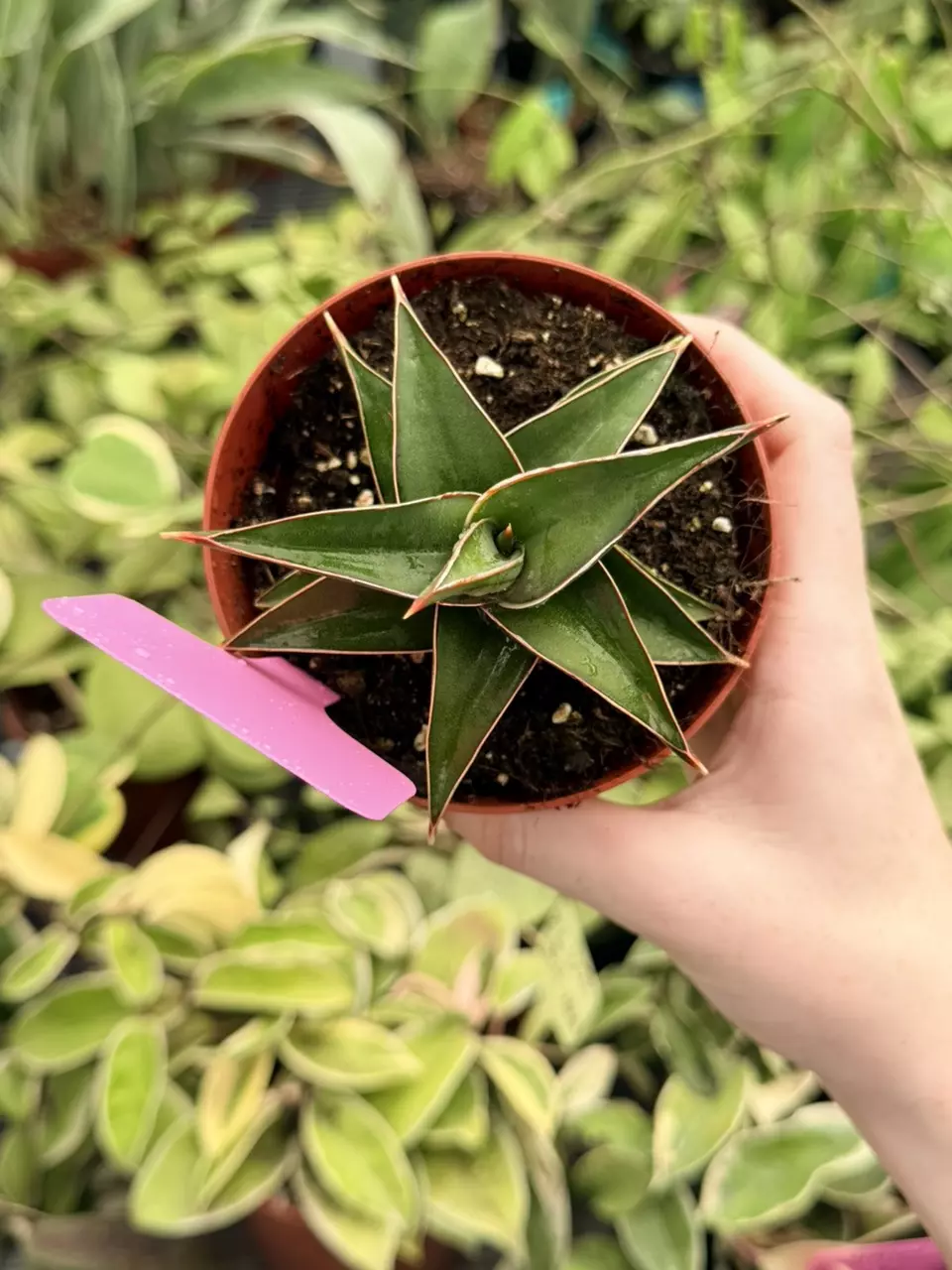 Sansevieria Lavranos Specific 4” Pot 8730FEP | F thumbnail
