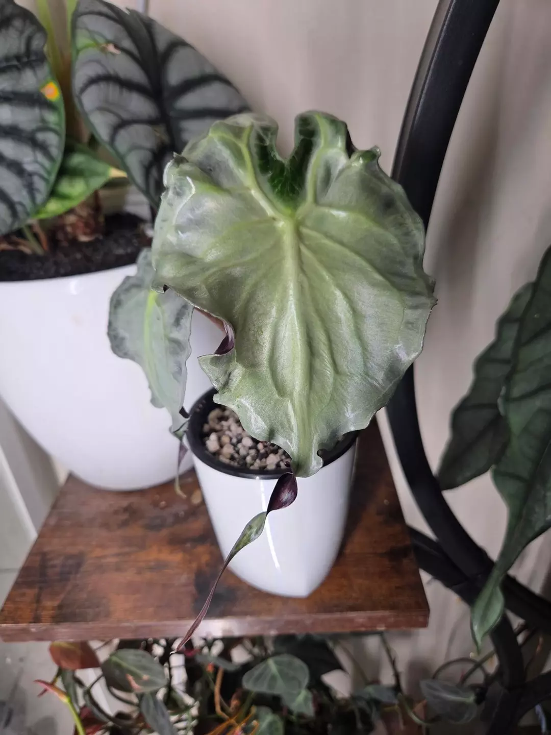 Alocasia Venom thumbnail