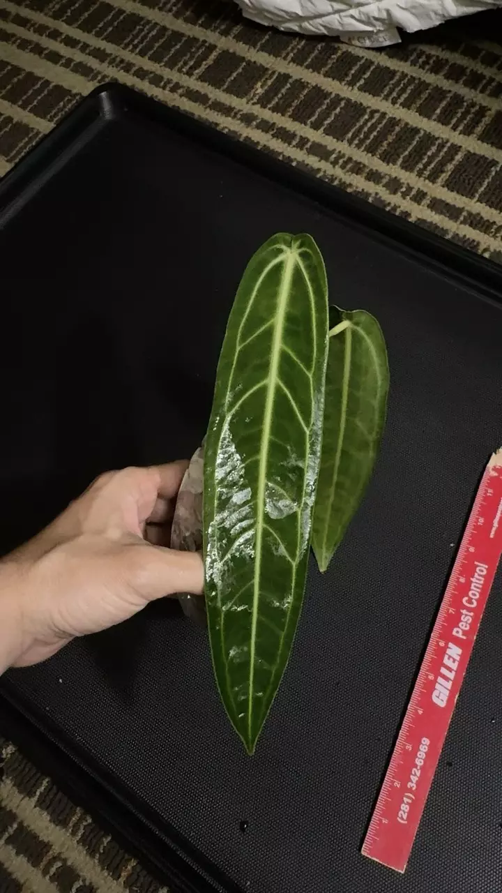Queen Anthurium warocqueanum • 8-12 Inch Leaf • Dark / Narrow Form • 15 thumbnail