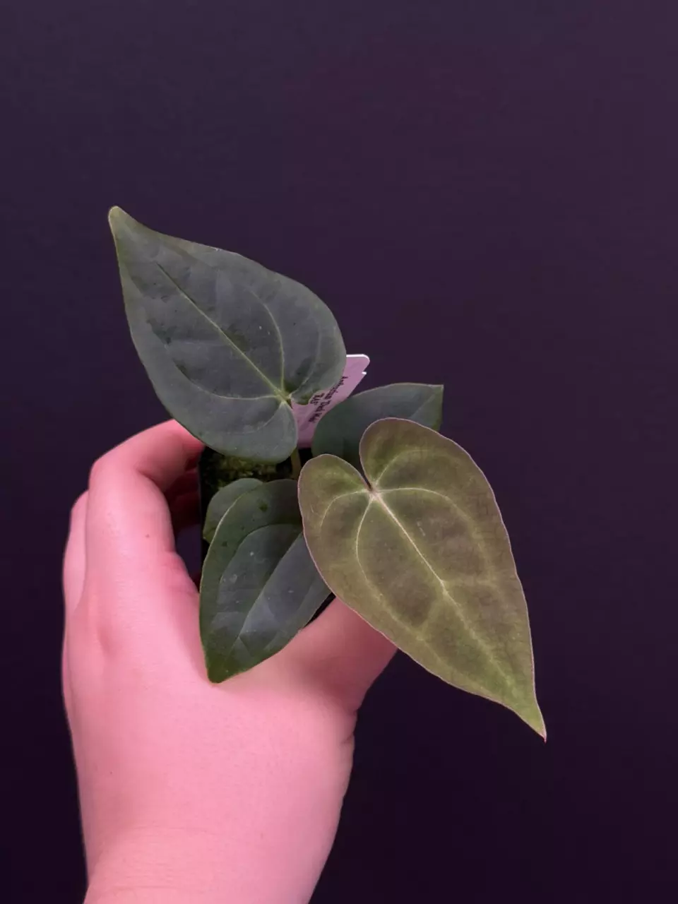(#591) Anthurium “Dark Web” x BVEP RA5 thumbnail