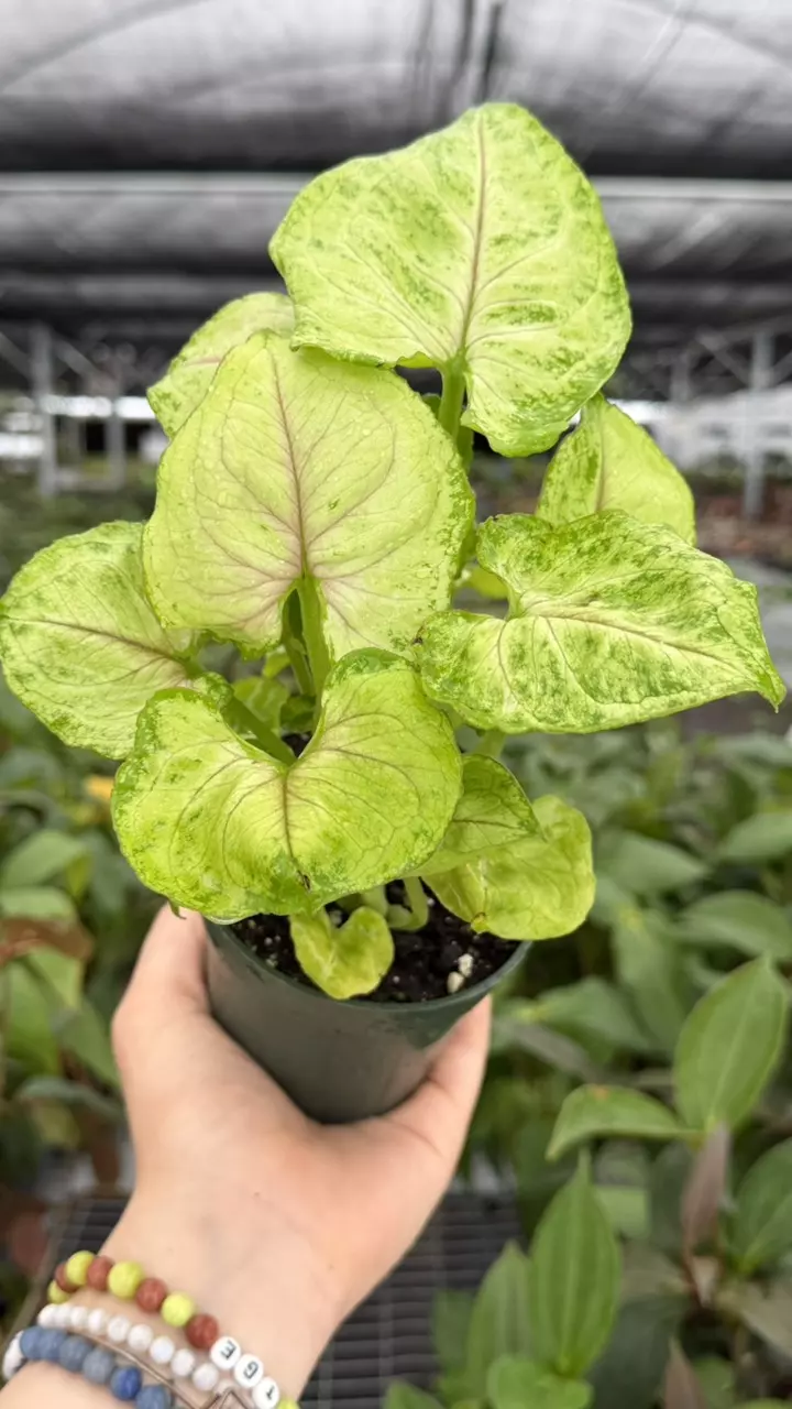 Syngonium Kiwi Delight Specific 4” Pot 8935ZSP | F | thumbnail