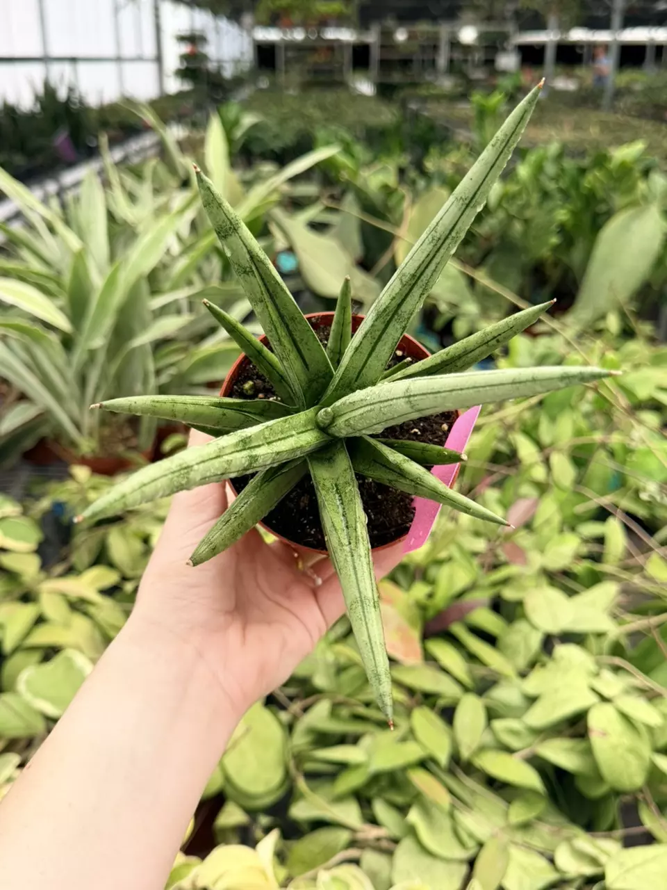 Sansevieria Silver Crown Specific 4” Pot 8720FEP | F thumbnail