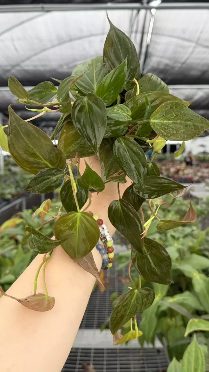 Philodendron Micans Specific 4” Pot 8929ZSP | F | thumbnail