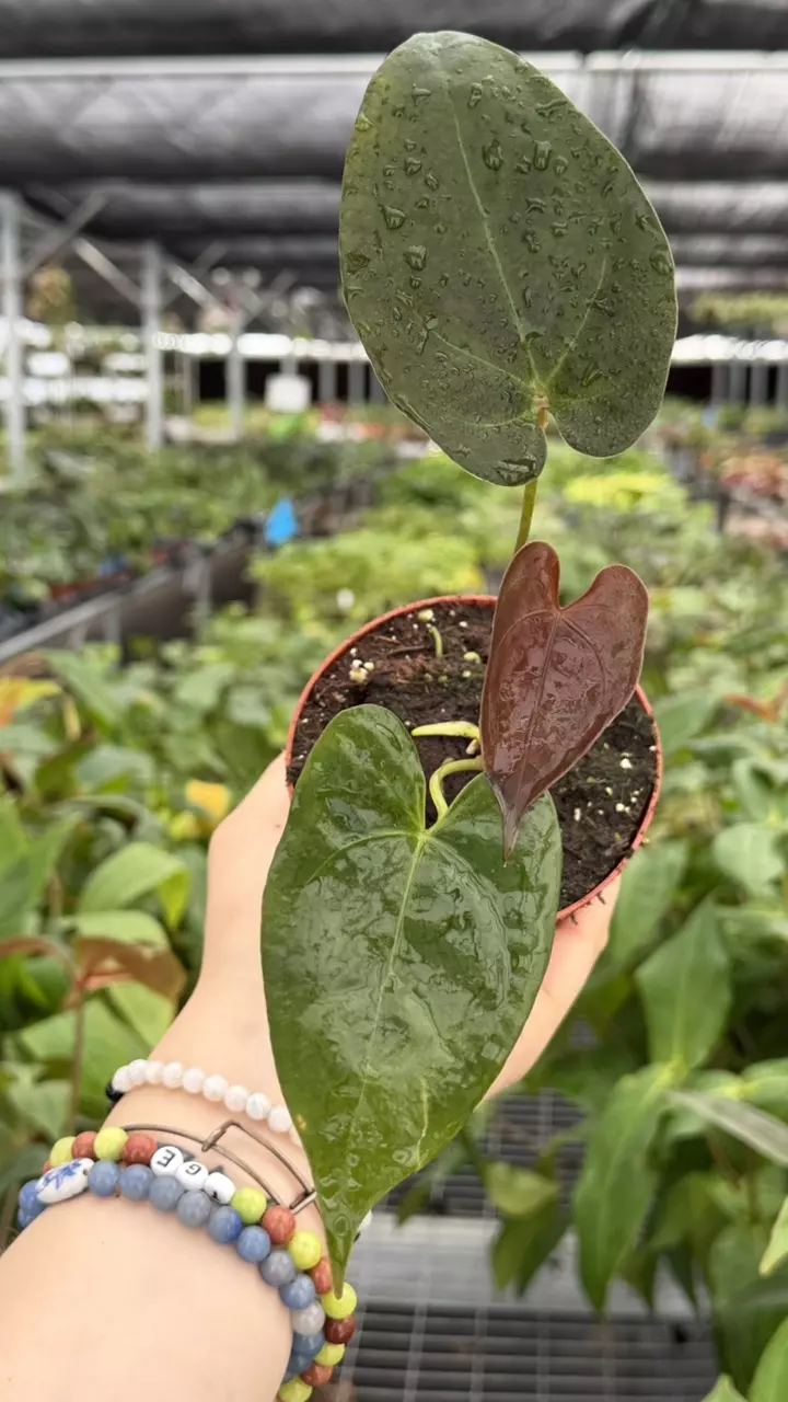 Anthurium Papi x Hulk Specific 4” Pot 8939ZSP | F | thumbnail