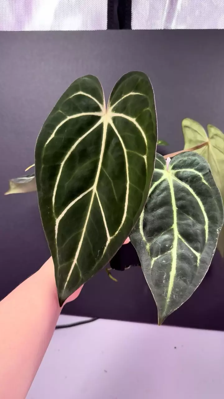 (#598) Big Anthurium carlablackiae “T1” x “PM1” thumbnail