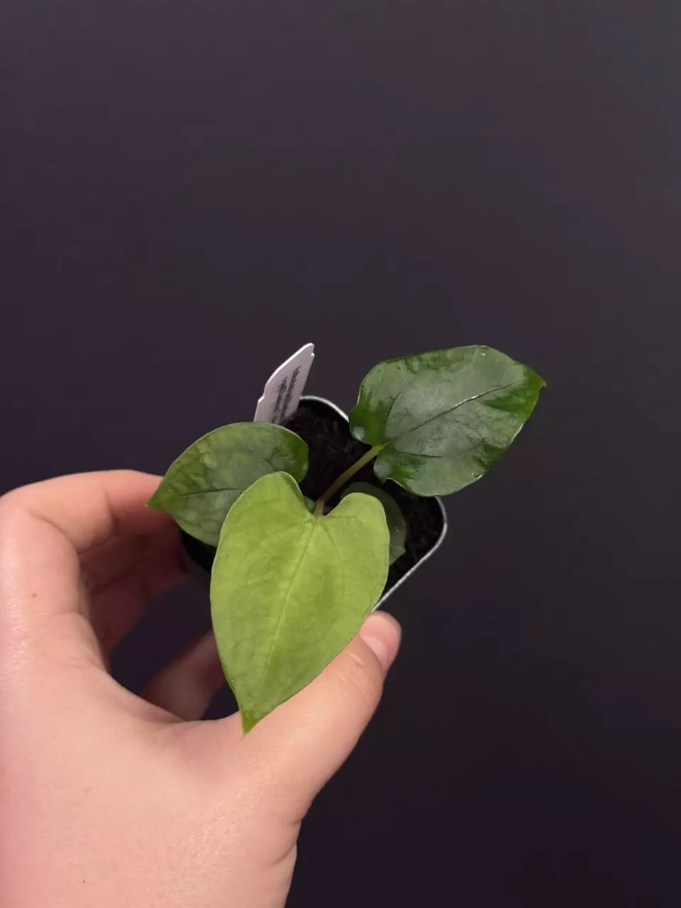 (#593) Anthurium papillilaminum Ralph Lyman x Voldemort thumbnail