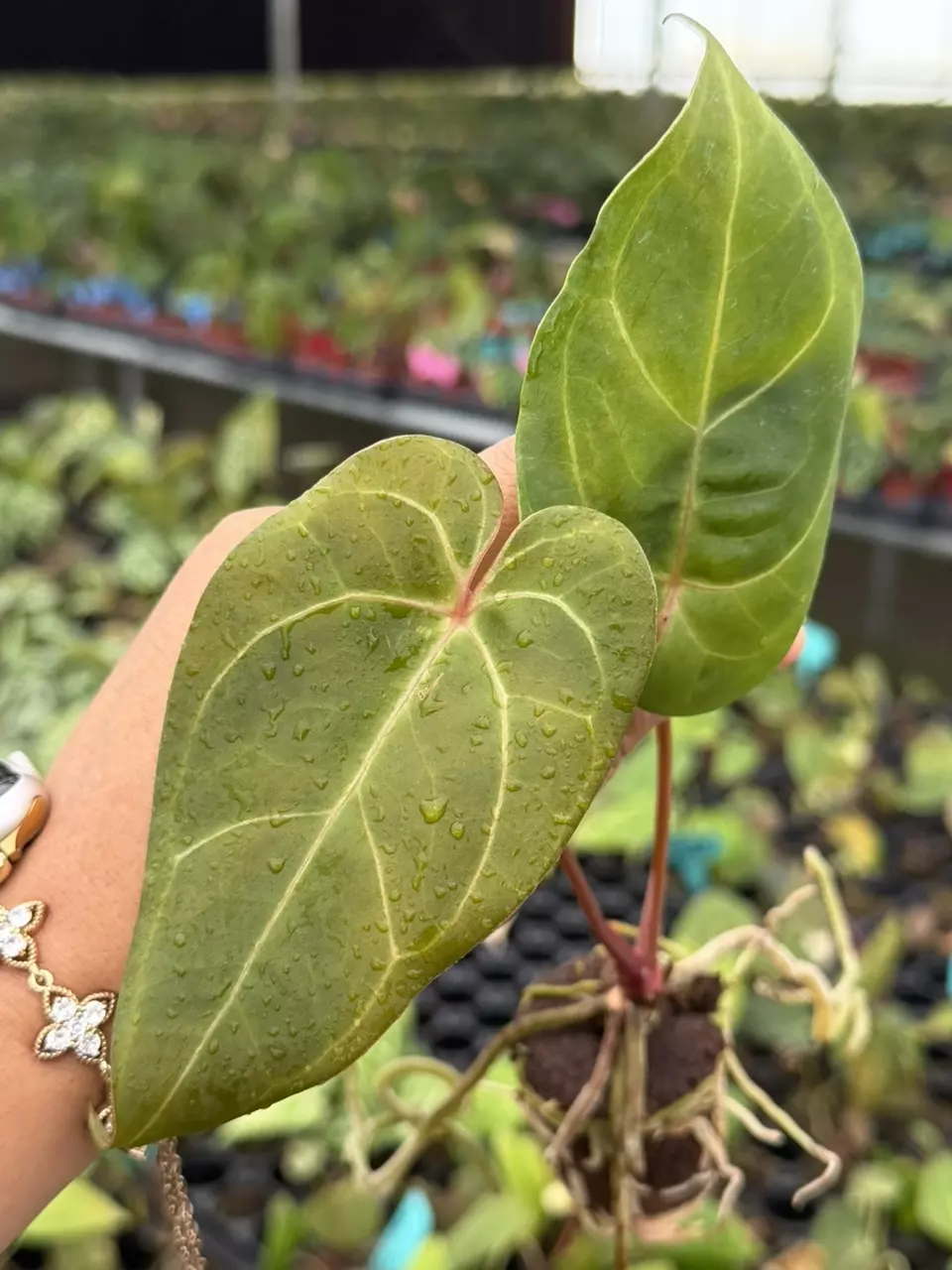 Anthurium Blue Papi x Red Stem Specific Starter 8823HMP | F thumbnail