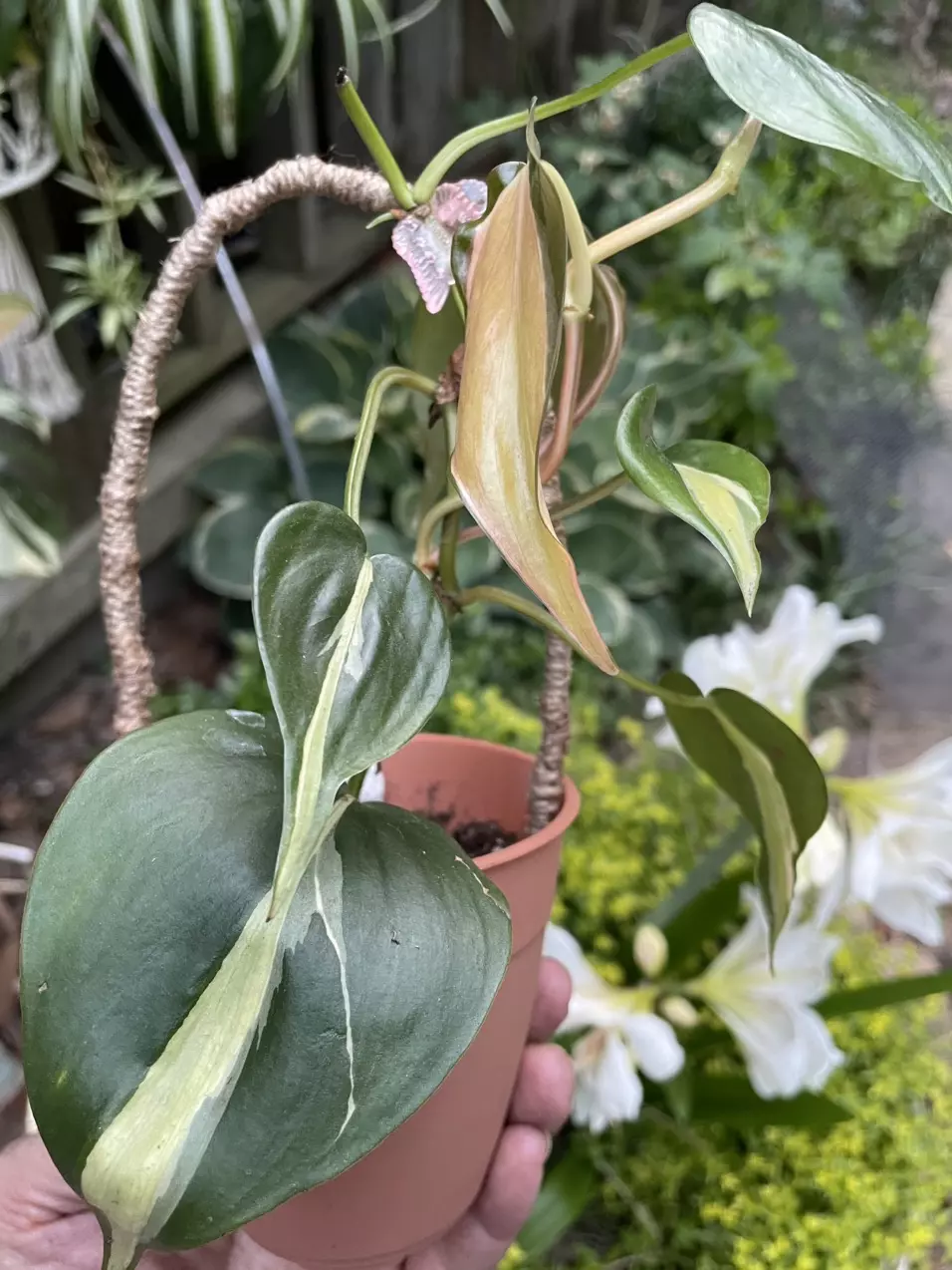 Silver Stripe Philodendron potted plant thumbnail