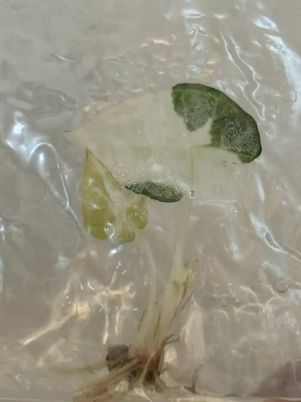 Alocasia regola shield albo tc in gel #27- old leaf naturally browning thumbnail