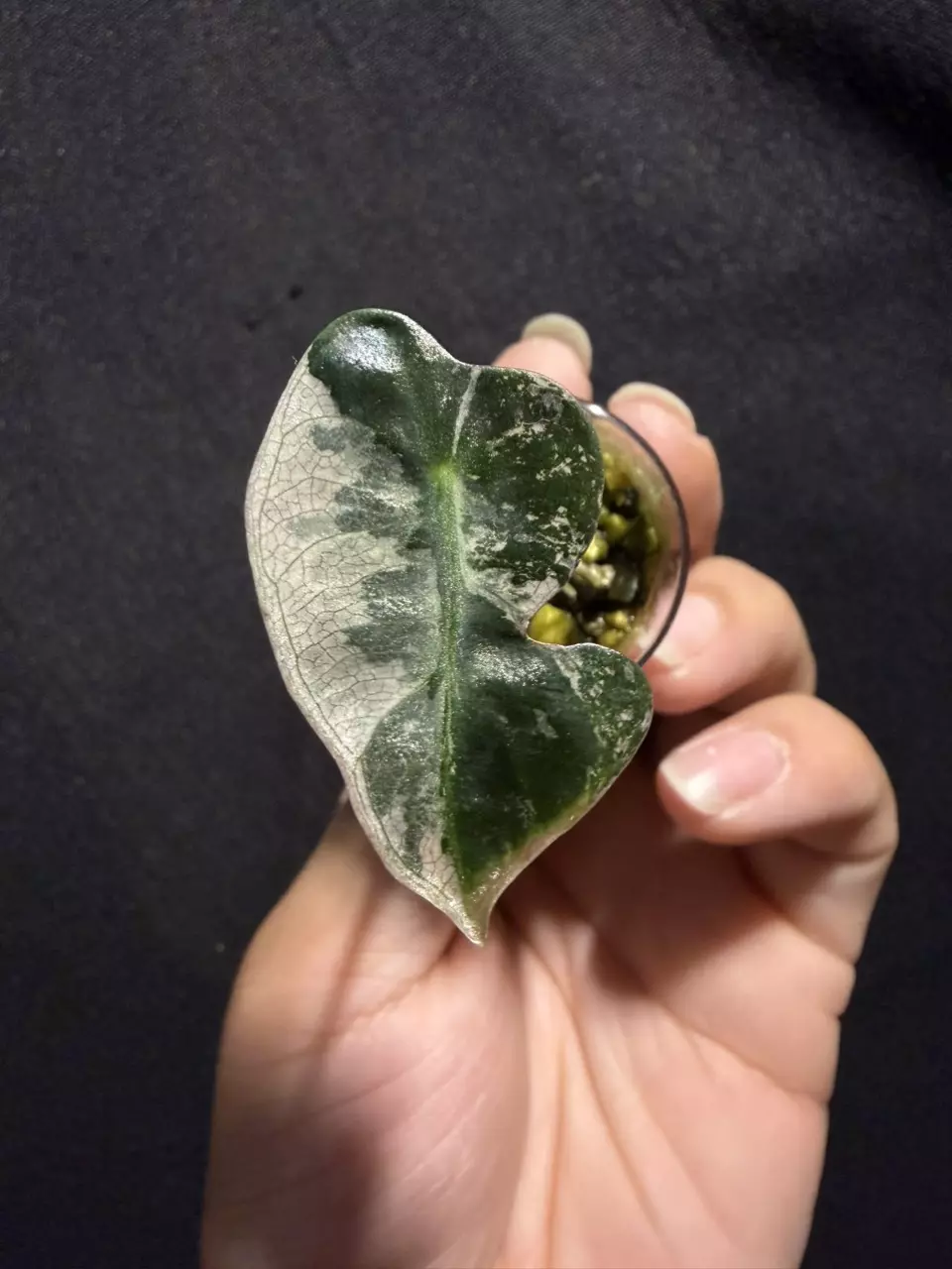 Alocasia Pink Heart Balloon #0187 thumbnail