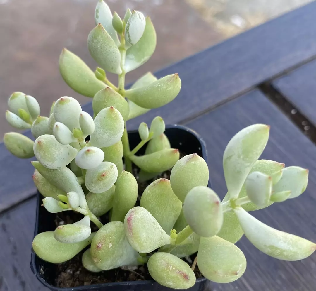 Cotyledon Pendens, 2” thumbnail