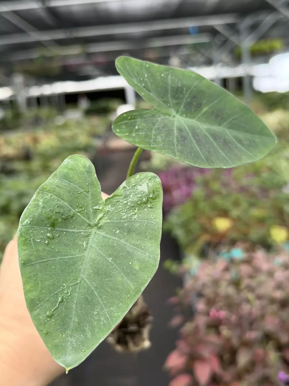 Colocasia Coal Miner Specific Starter 8549DAP | F thumbnail