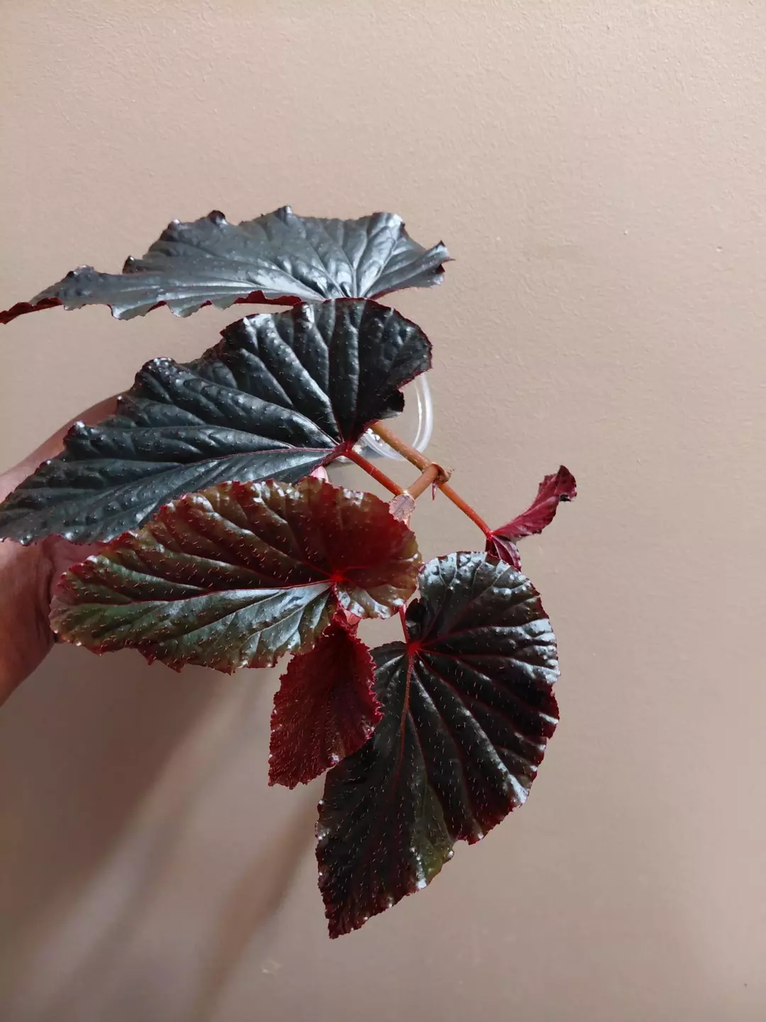 Begonia Black Magic thumbnail