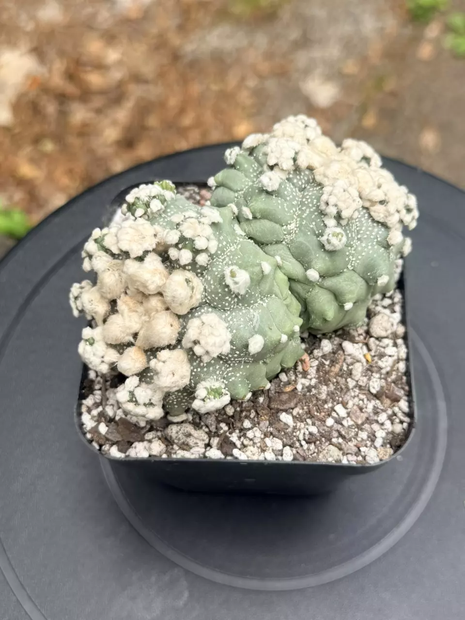 Dichot Astrophytum Asterias cv. kikko ooibo thumbnail