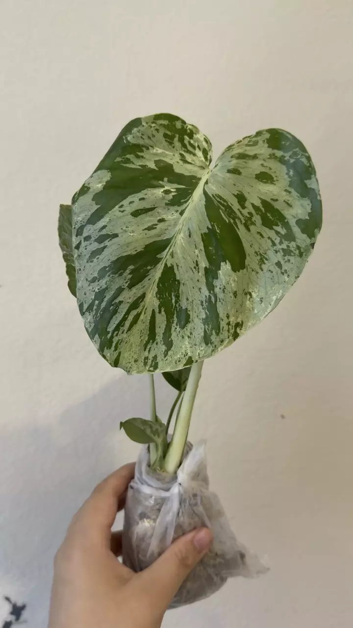 Monstera bulbasaur thumbnail