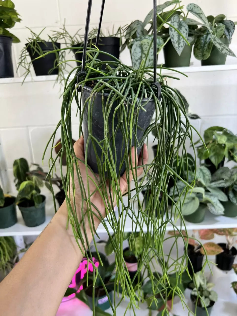 4” Rhipsalis NOID - Exact Plant🌱 thumbnail