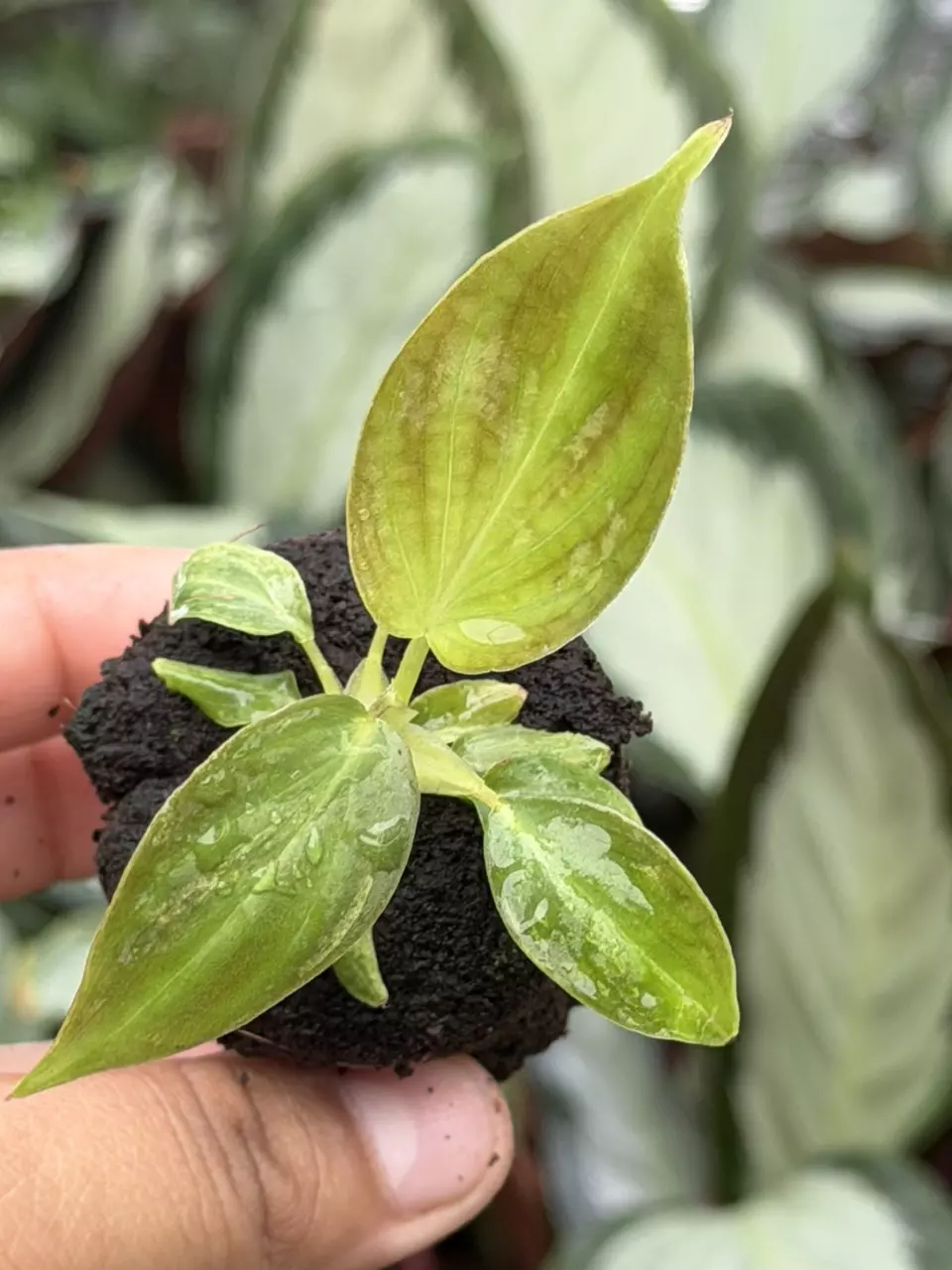 Philodendron Verrucusom Mint Variegated Specific Starter 8843HMP | F thumbnail