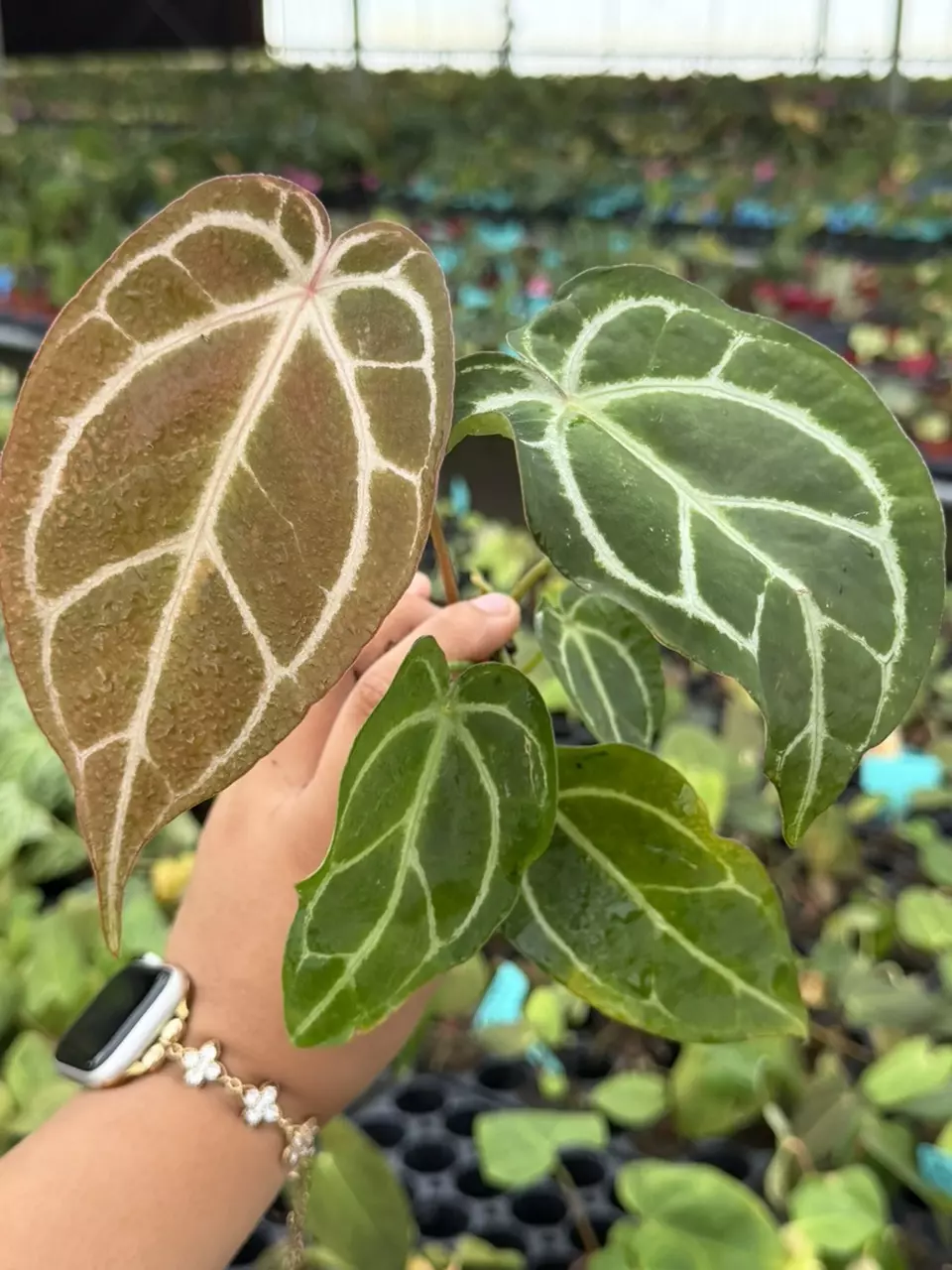 Anthurium Dorayaki x Papillilaminum Specific Starter 8830HMP | F thumbnail