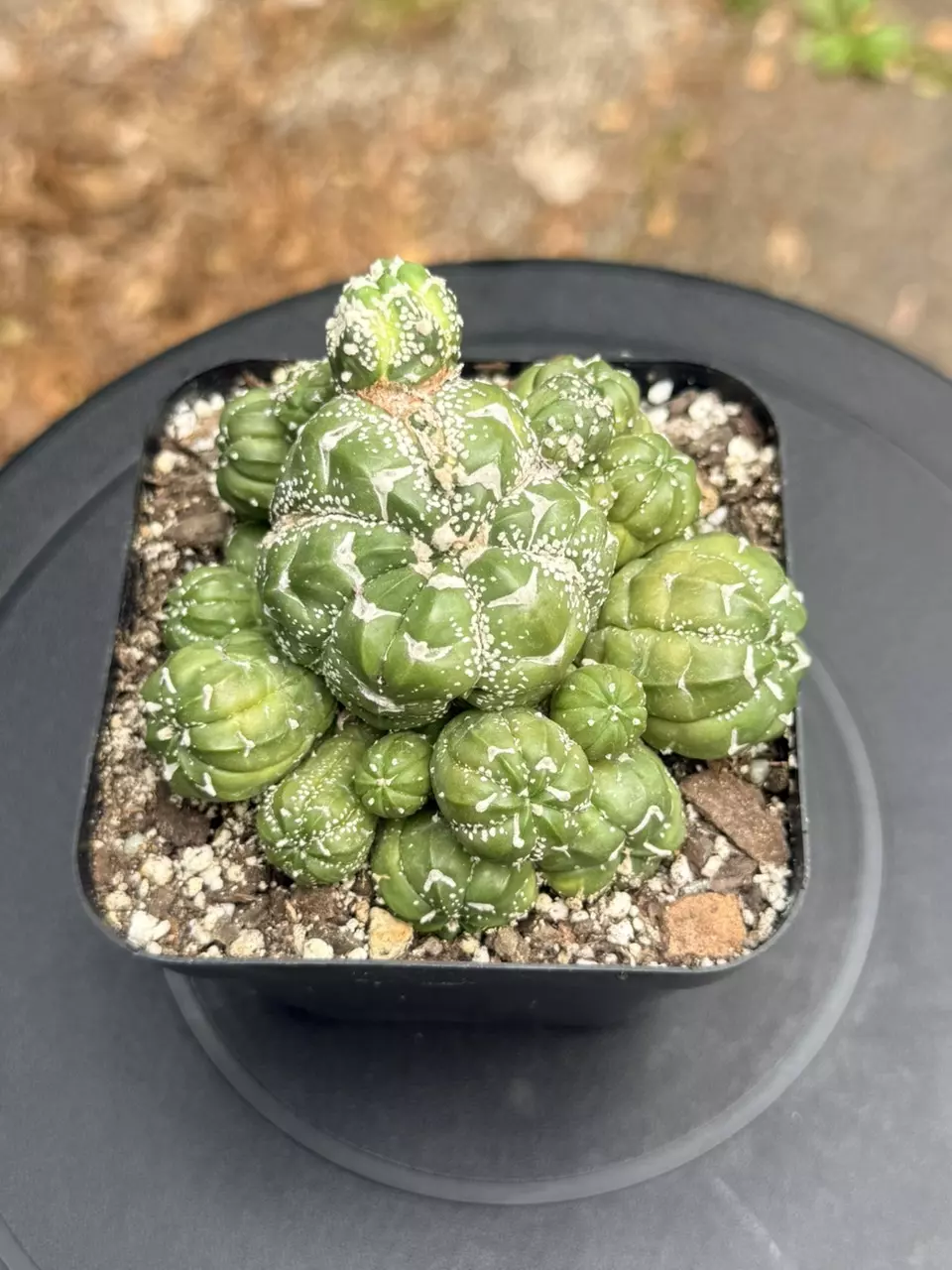 Astrophytum Asterias V-type - clustering / monstrose thumbnail