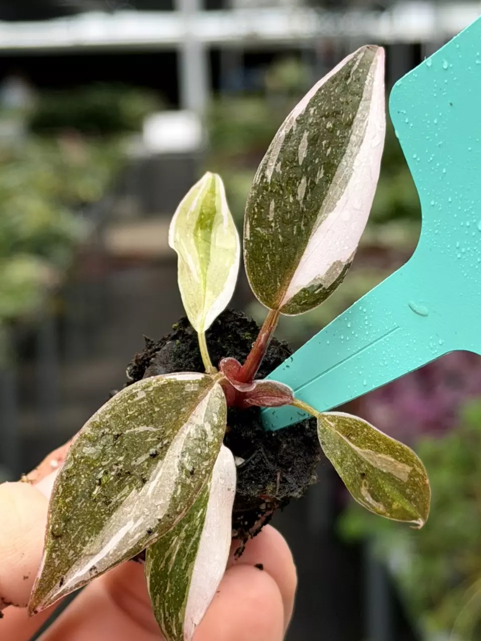 Philodendron Red Anderson Specific Starter 8541DAP | F thumbnail