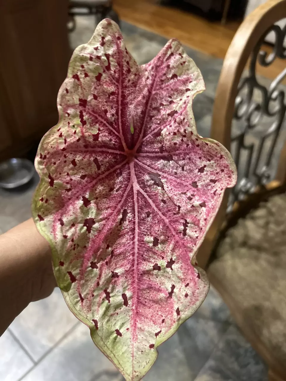 Caladiums “Miss Muffet” thumbnail