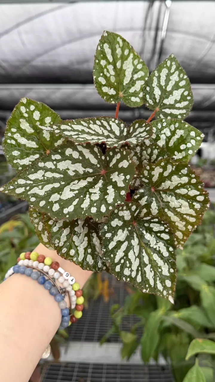 Begonia Betsy Specific 4” Pot 8932ZSP | F | thumbnail