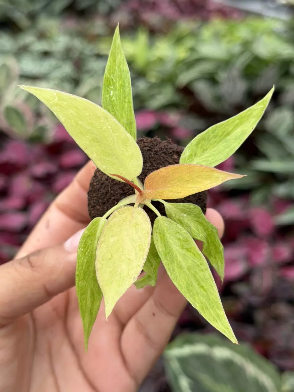 Philodendron Ring of Fire Matcha Specific Starter 8837HMP | F thumbnail