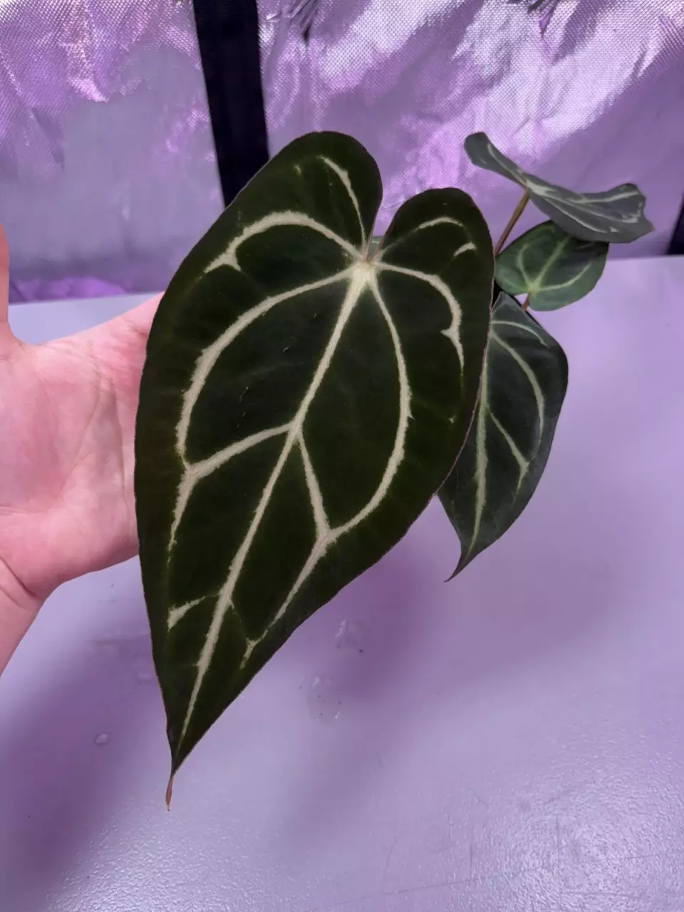 (#583) Anthurium carlablackiae (OG5 x RA4) x “T1” thumbnail