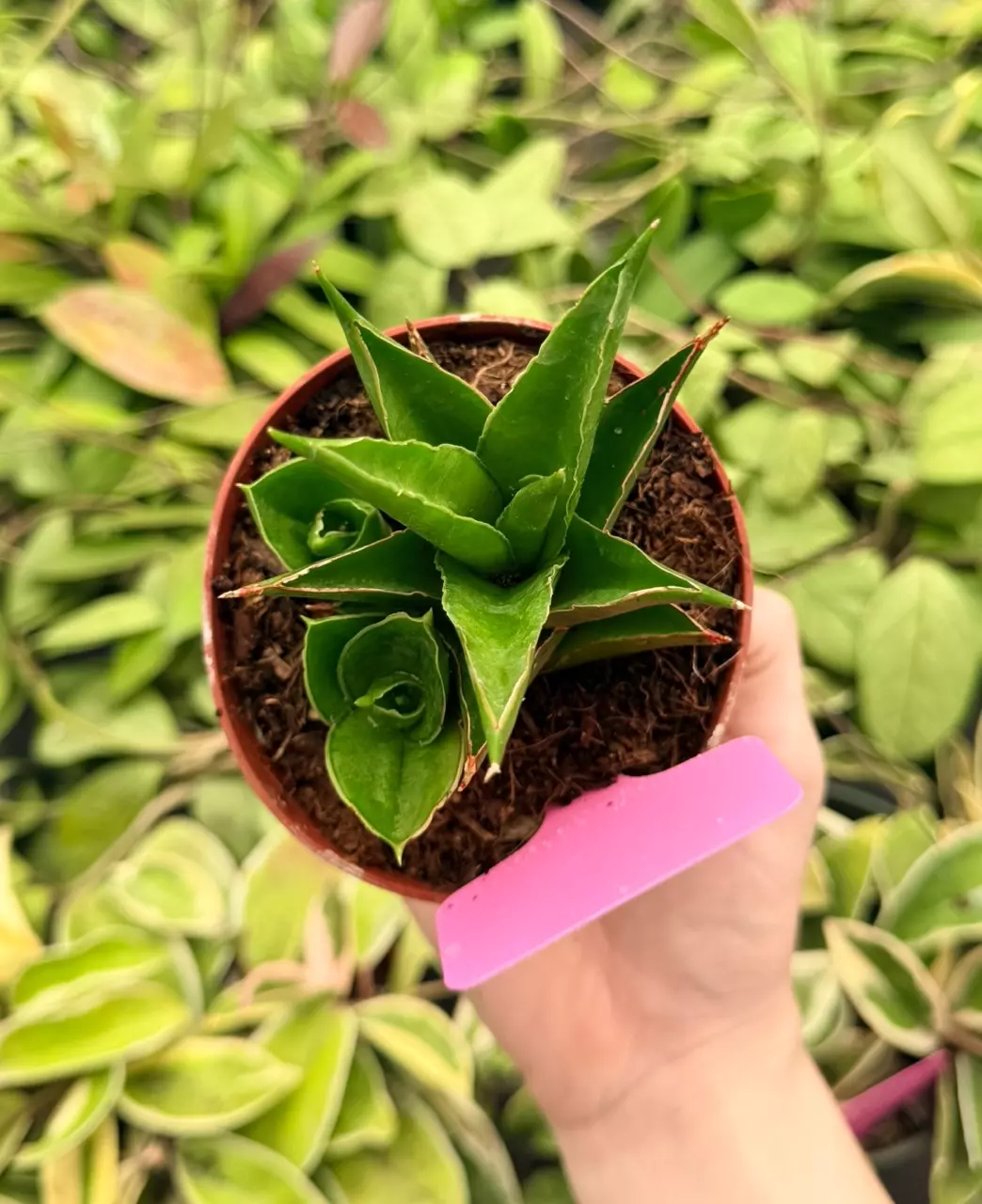 Sansevieria Jewel Crown Specific 4” Pot 8729FEP | F thumbnail