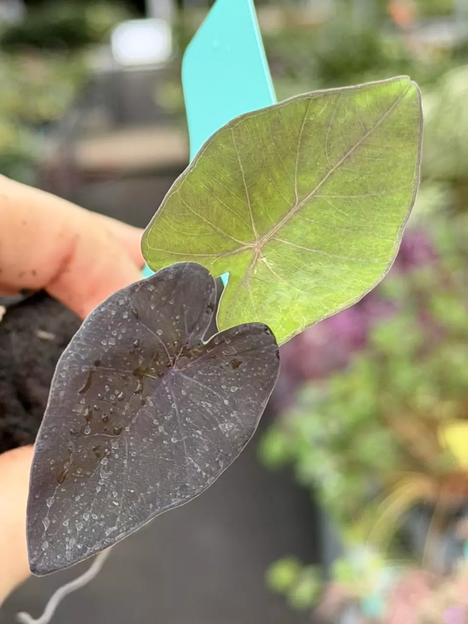 Colocasia Stealth Crypto Specific Starter 8554DAP | F thumbnail