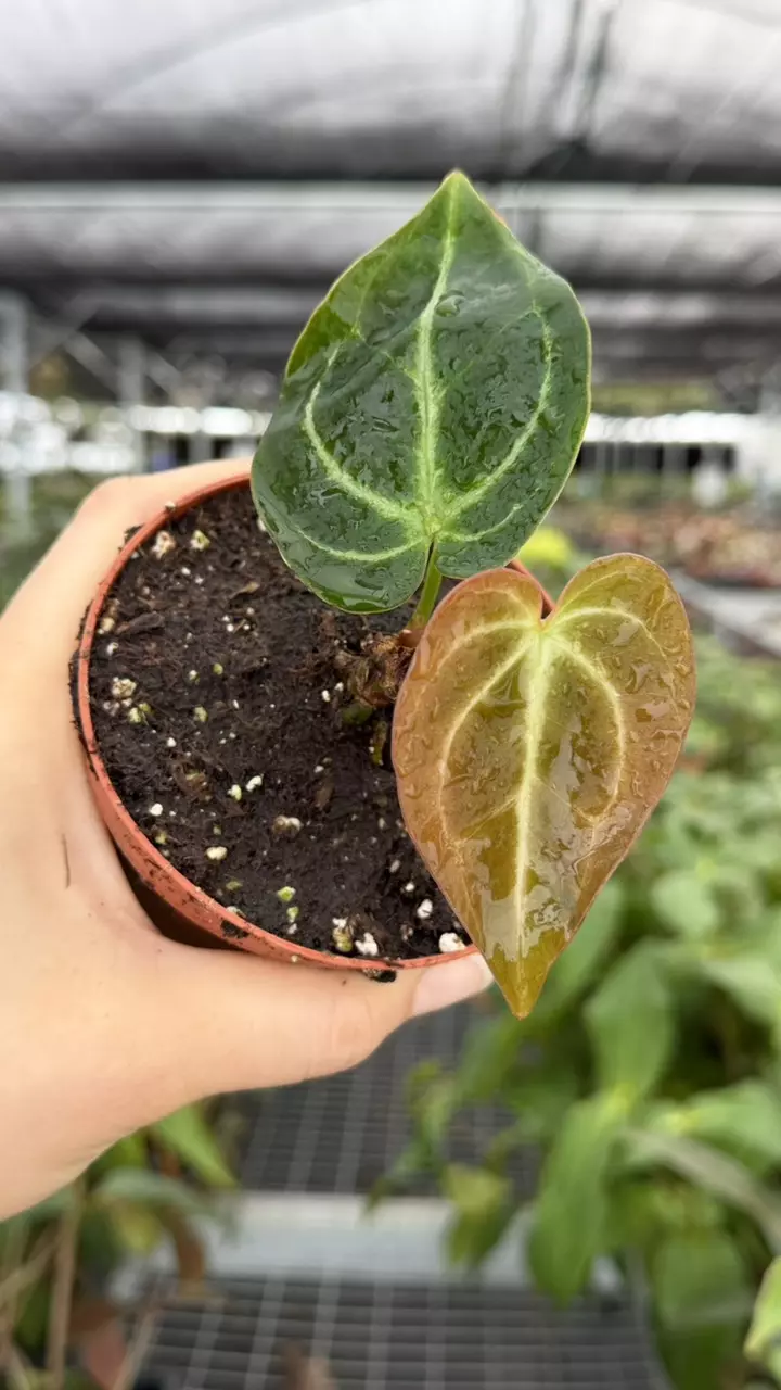 Anthurium Hoffmanii x Crystallinum Specific 4” Pot 8937ZSP | F | thumbnail