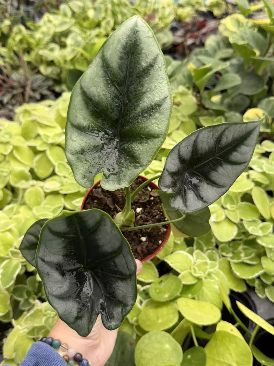Alocasia Dewey’s Reversa Specific 4” Pot 8634SMP |F thumbnail