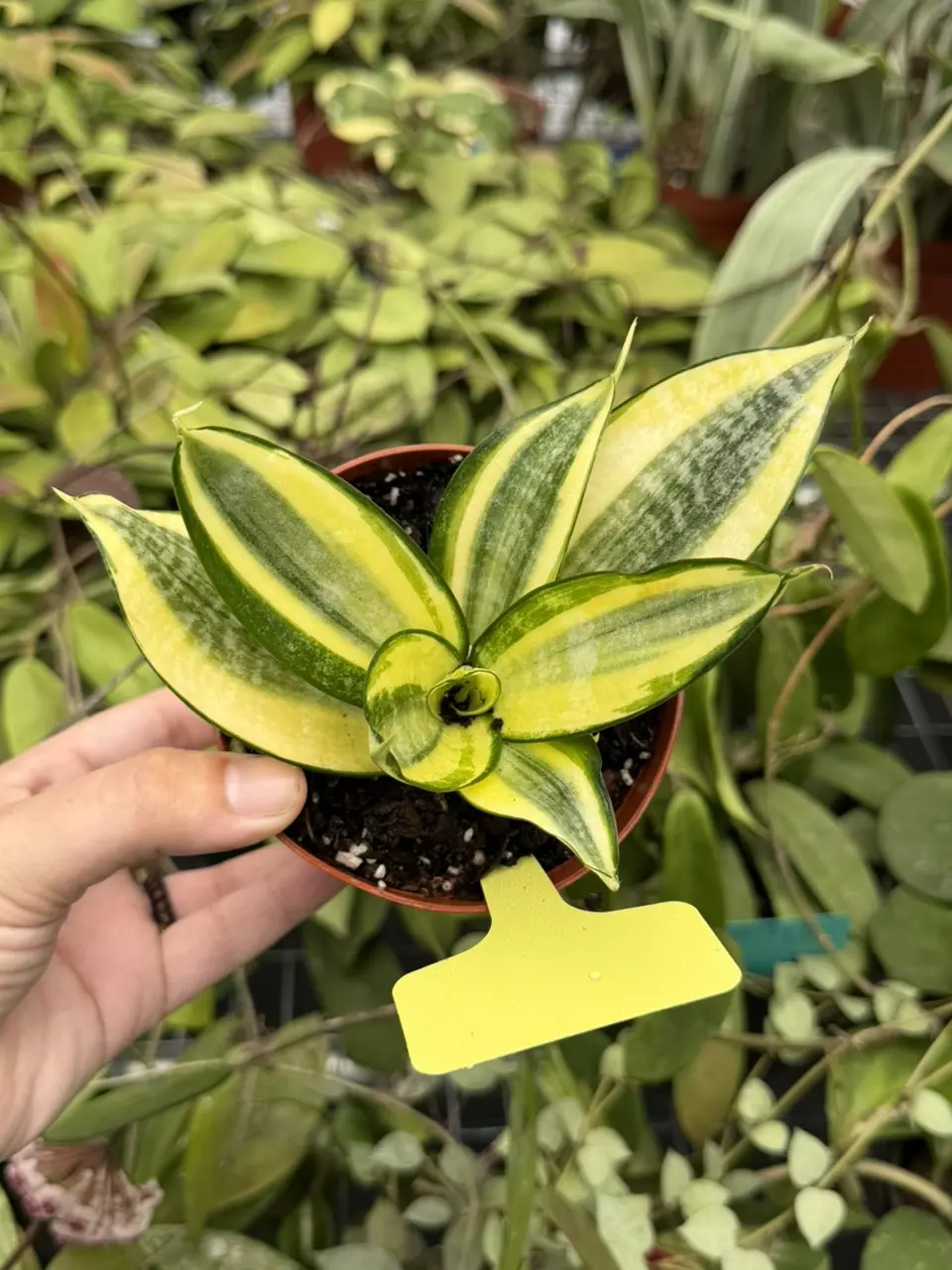 Sansevieria Golden Hahnii Specific 4” Pot 8626SMP | F thumbnail