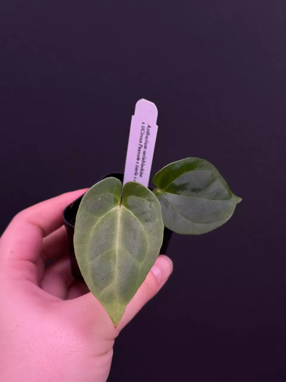 (#595) Anthurium carlablackiae x ((Circus Peanuts x carla) x (carla x debilis)) thumbnail