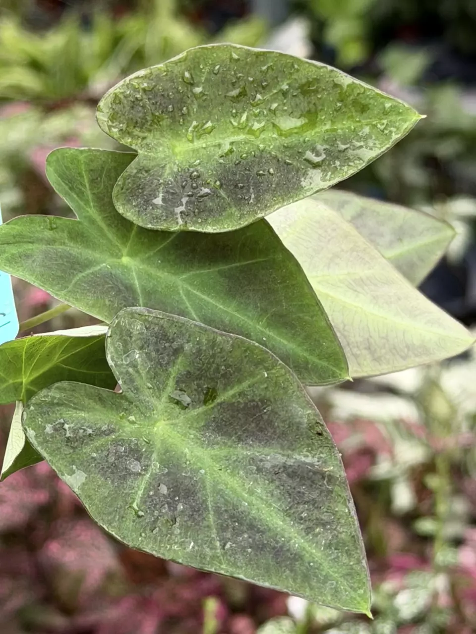 Colocasia Illustris Specific Starter 8548DAP | F thumbnail