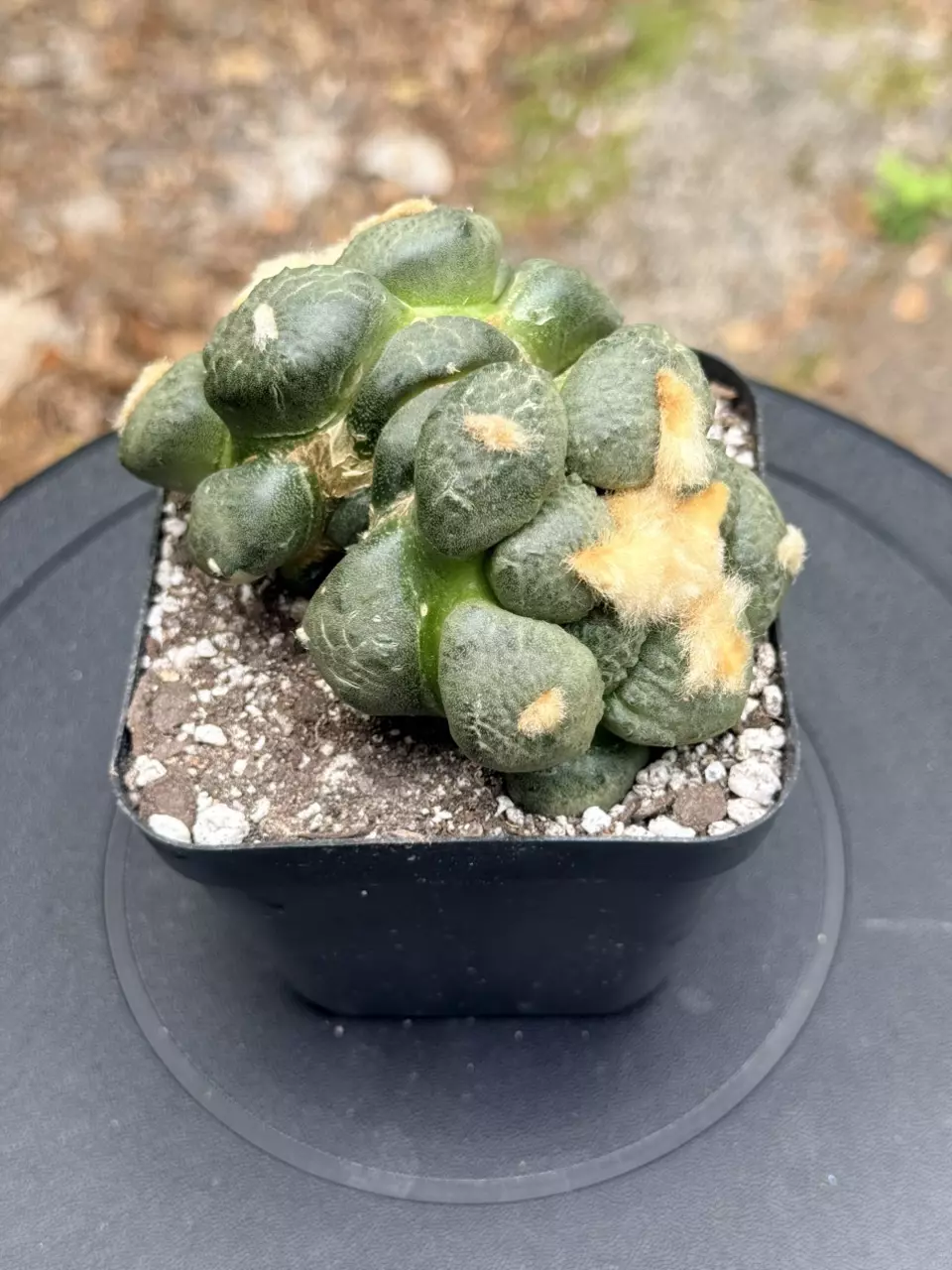 Dichot Ariocarpus Lloydii Hybrid on short graft thumbnail