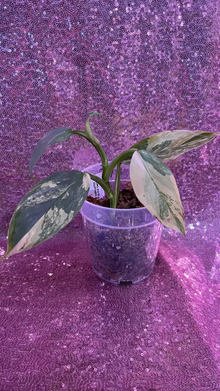 Variegated Silver Sword Philodendron thumbnail