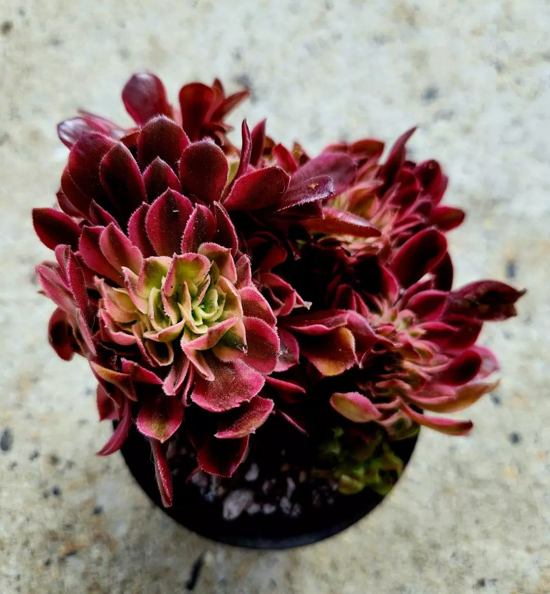 Crested Aeonium Pink Witch thumbnail