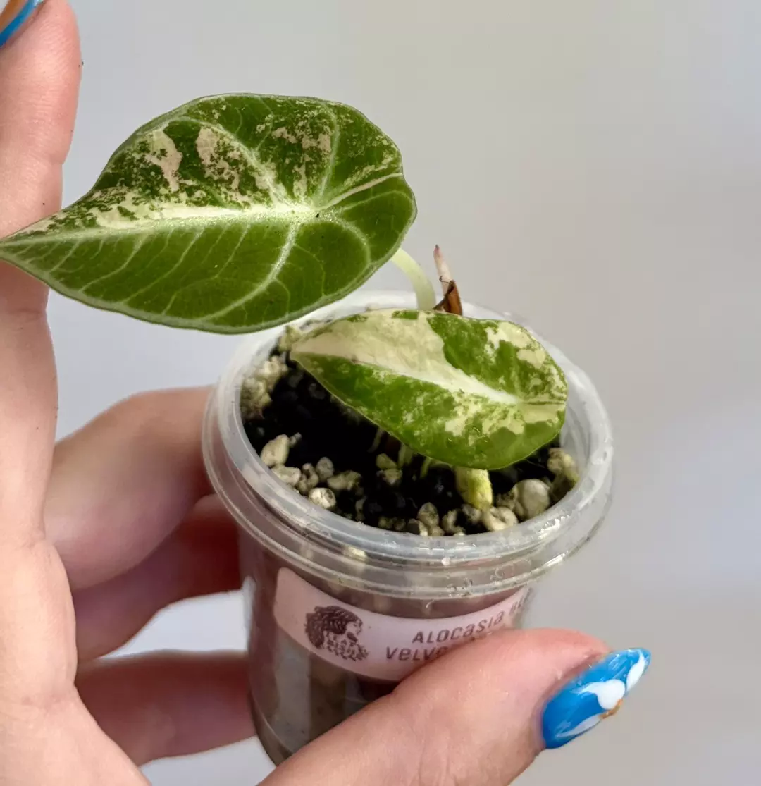 Alocasia Black Velvet Gold thumbnail