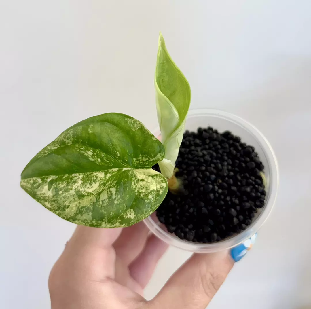 Alocasia Silver Dragon Aurea thumbnail