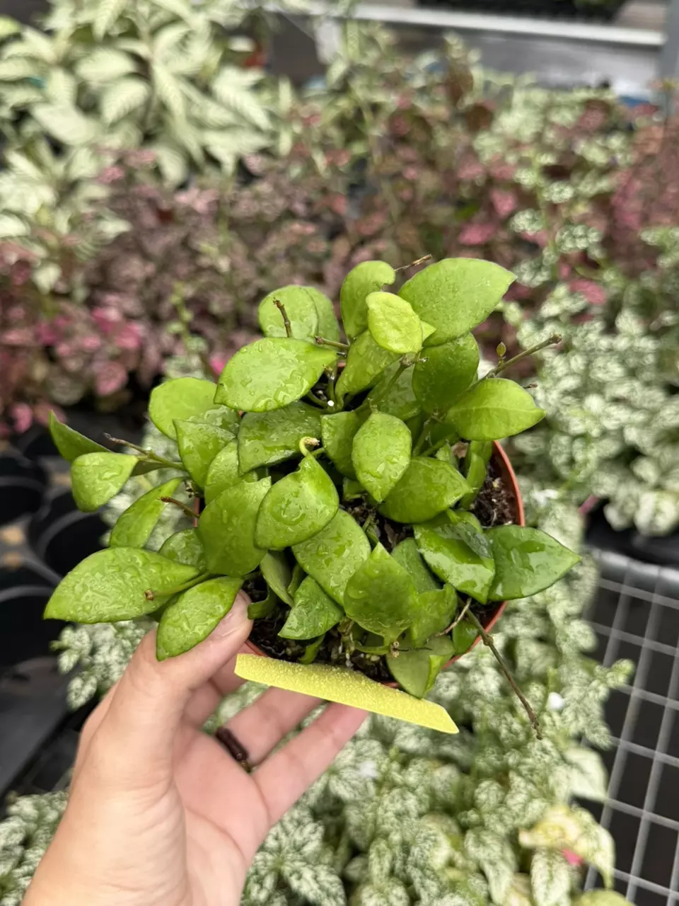 Dischidia Imbracata Specific 4” Pot 8633SMP | F thumbnail
